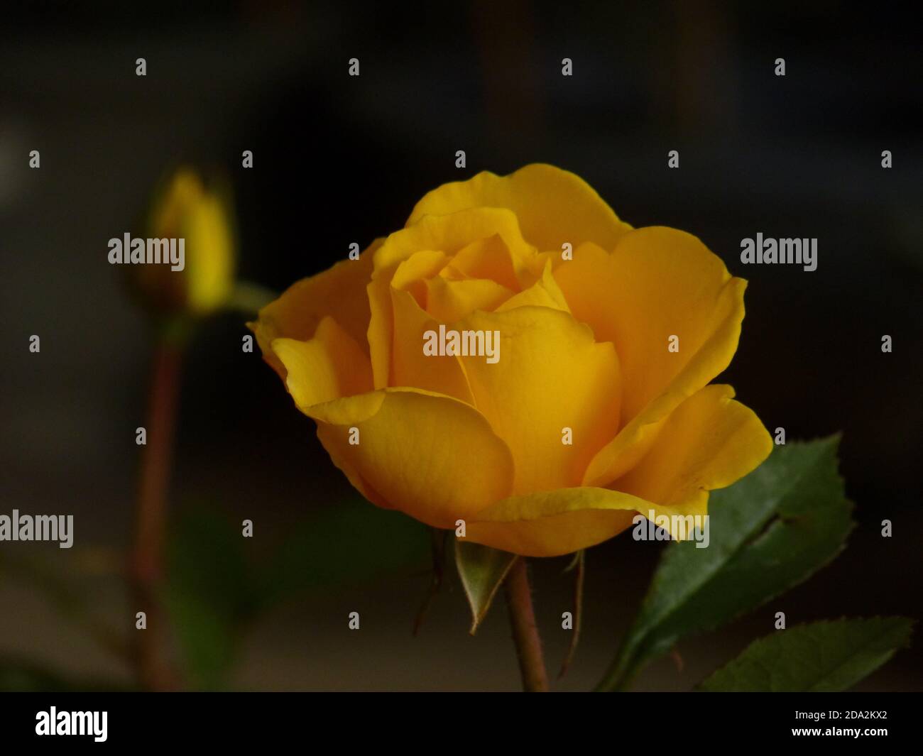 Close up shot of a beautiful yellow rose in its full bloom growing in ...