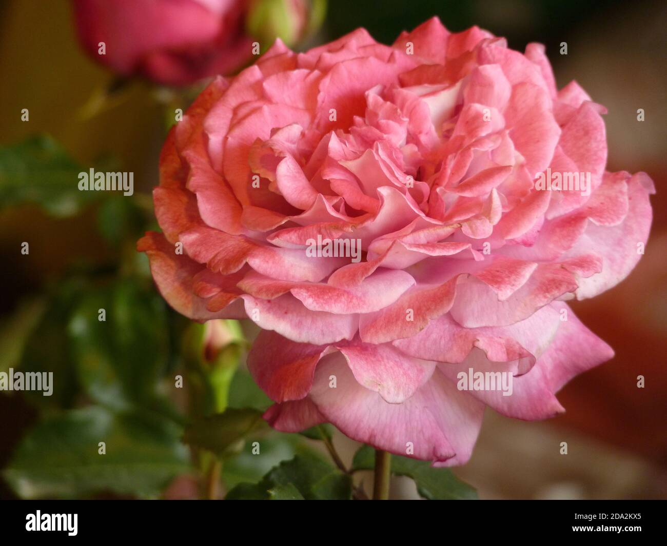 Close up shot of a beautiful pink rose in its full bloom growing in the ...