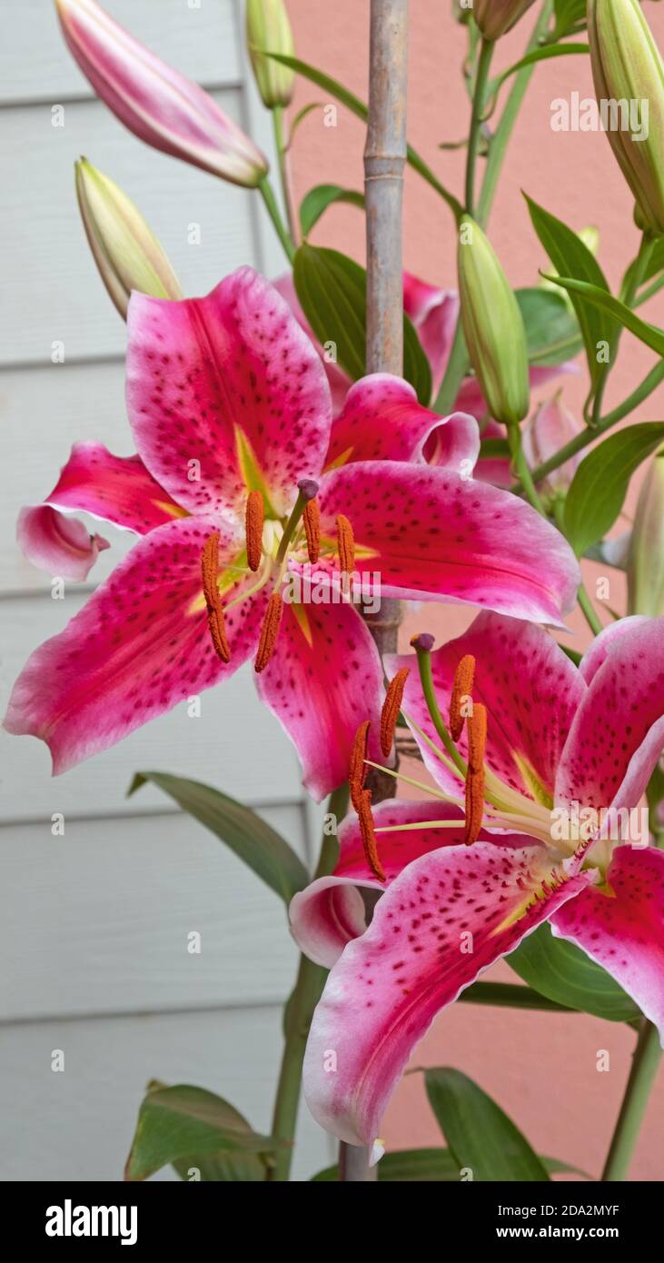 Flowers of the Oriental Lilies ( Lilium ) plant known as Stargazer Stock Photo