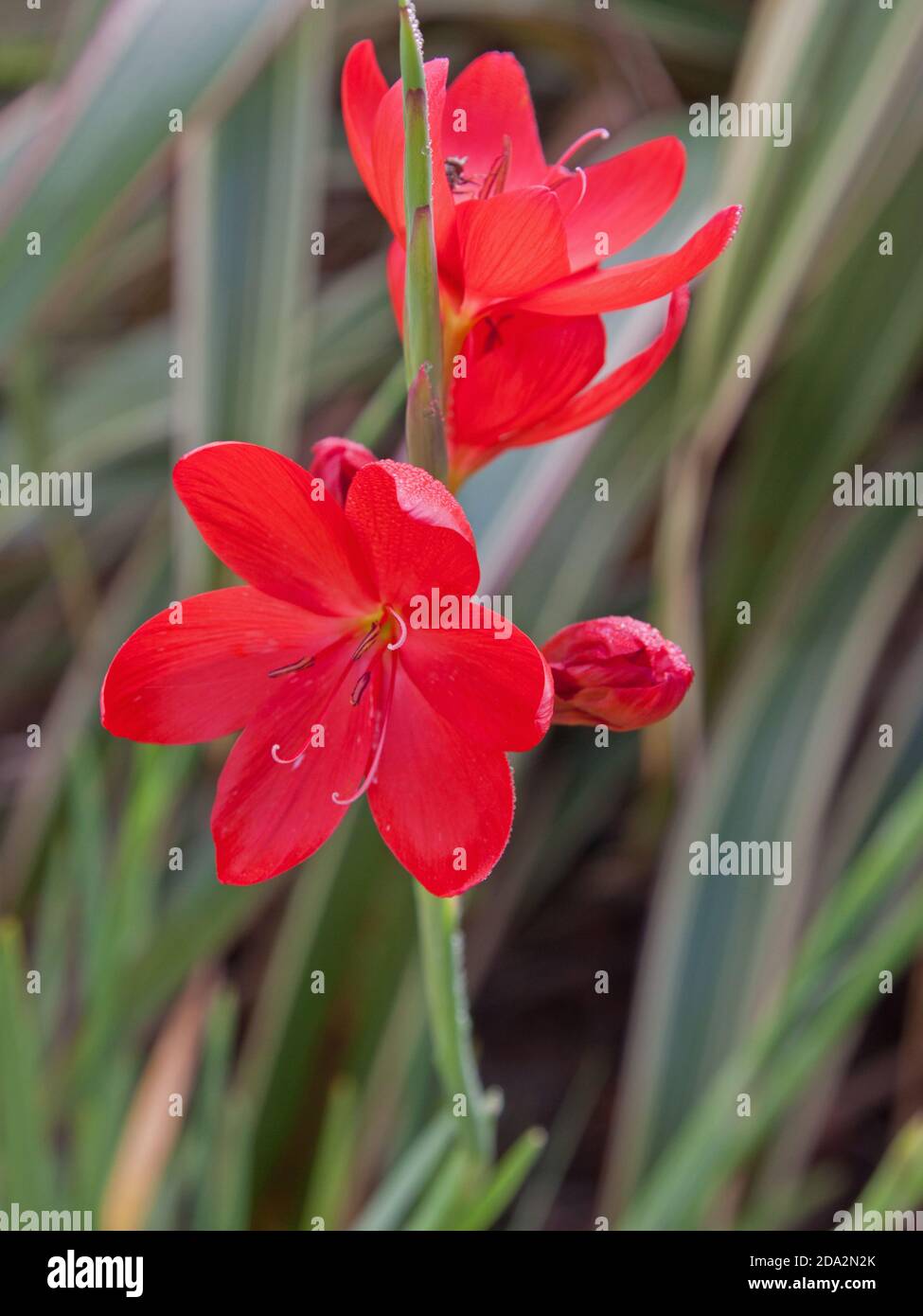 Flowering Kaffir Lily plant ( Schizostylis Coccinea Major ) Stock Photo