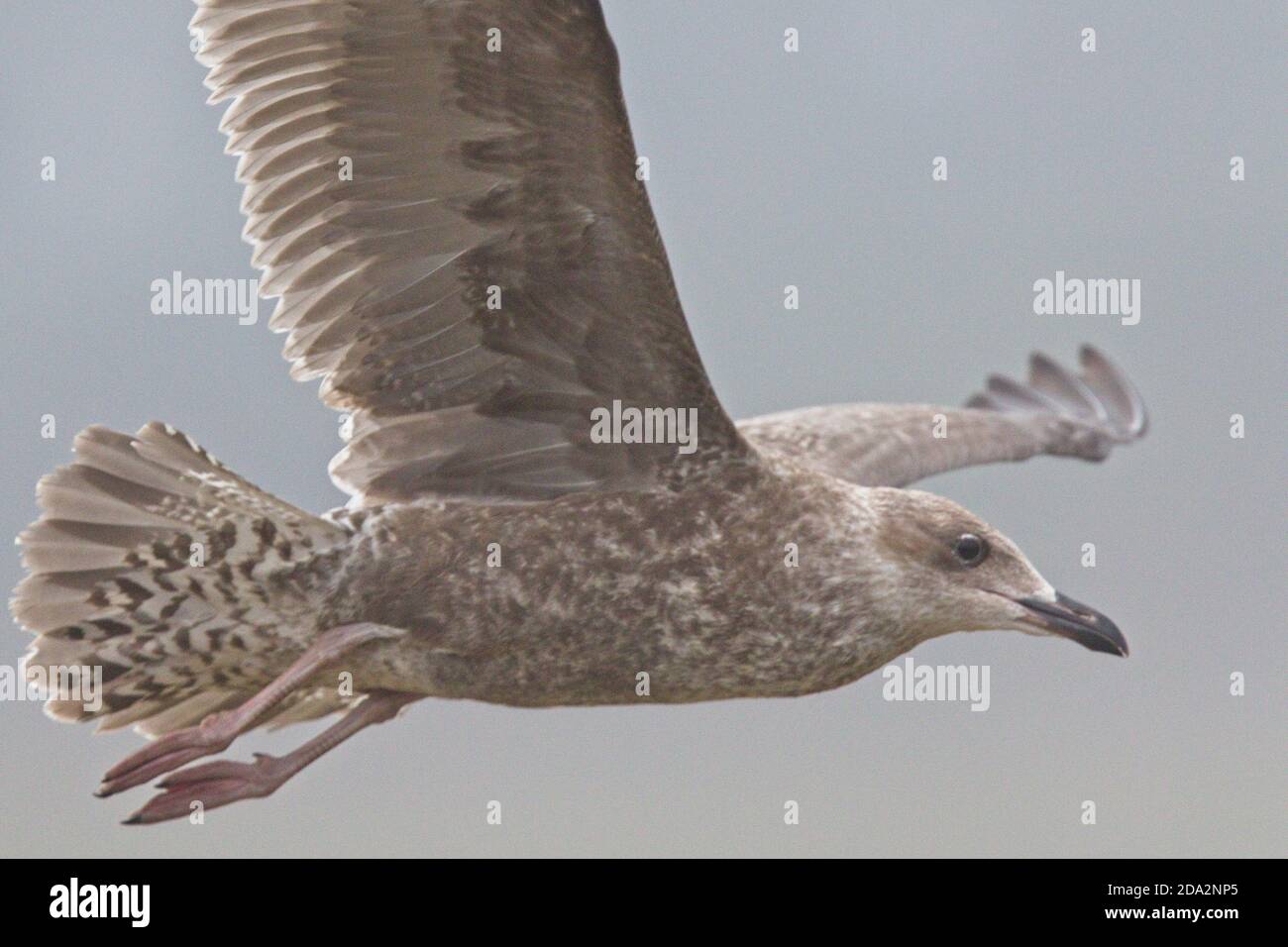 Gull sp, identity undetermined, Hayle Estuary. Stock Photo