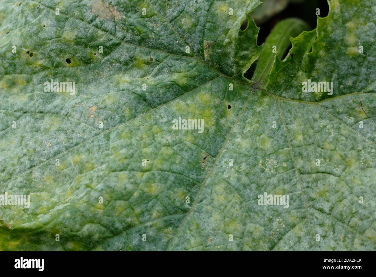 Cucurbita pepo.  Powdery mildew fungal disease on the leaves of a  courgette plant. UK Stock Photo