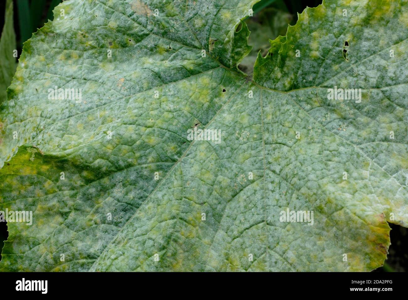 Cucurbita pepo.  Powdery mildew fungal disease on the leaves of a  courgette plant. UK Stock Photo