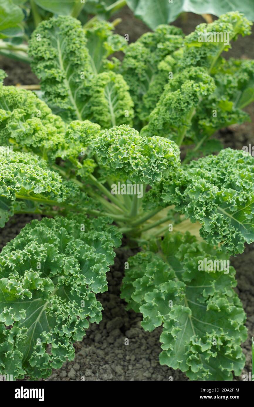 Brassica oleracea 'Dwarf Green Curled'. Curly kale plant growing in a vegetable plot in a UK garden. Stock Photo