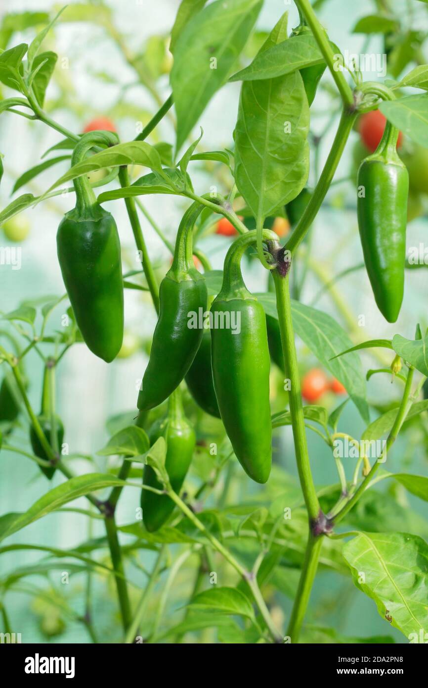 Capsicum annuum. Jalapeno chilli peppers growing under cover in an