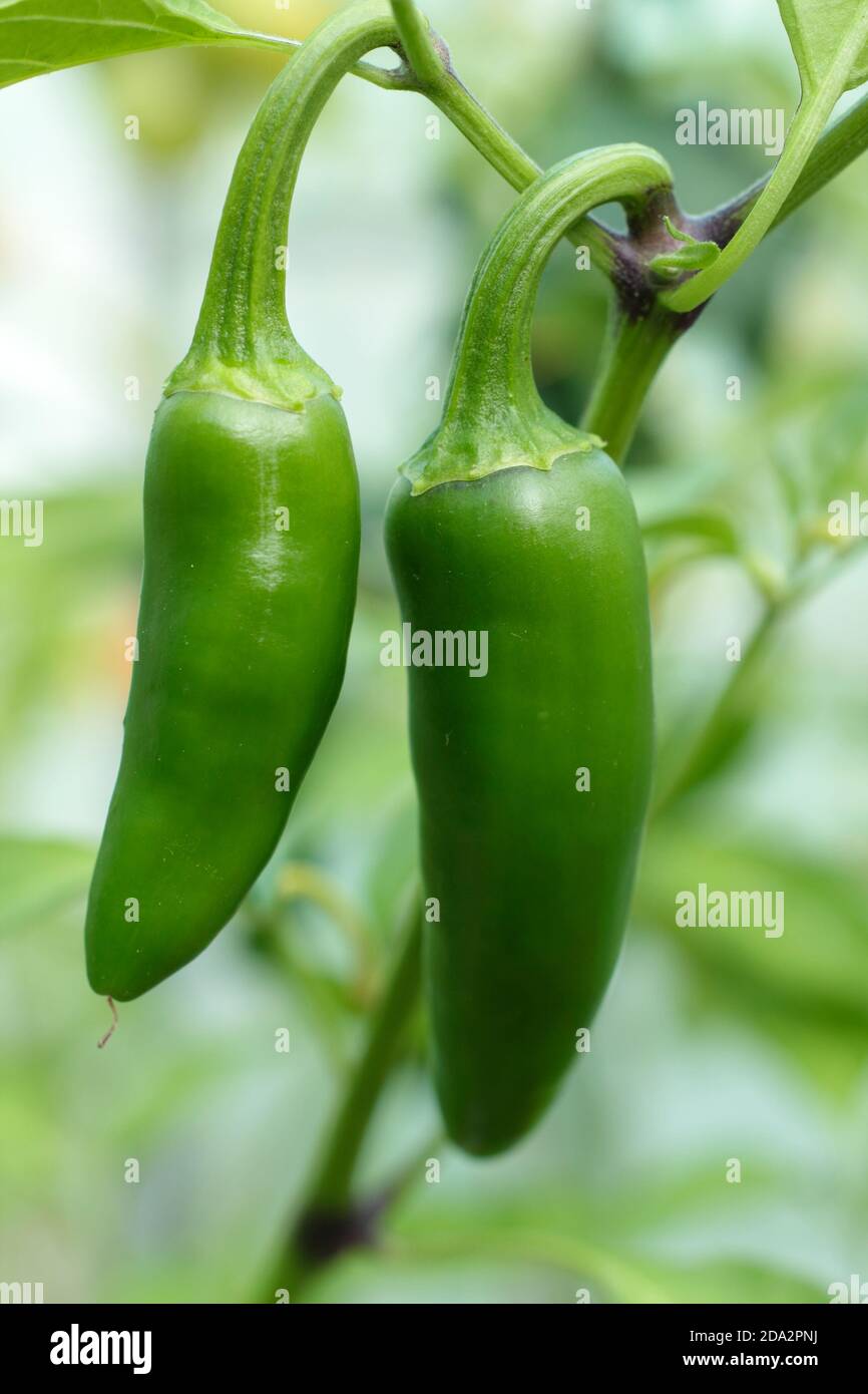 Capsicum annuum. Jalapeno chilli peppers growing under cover in an English garden. UK Stock Photo