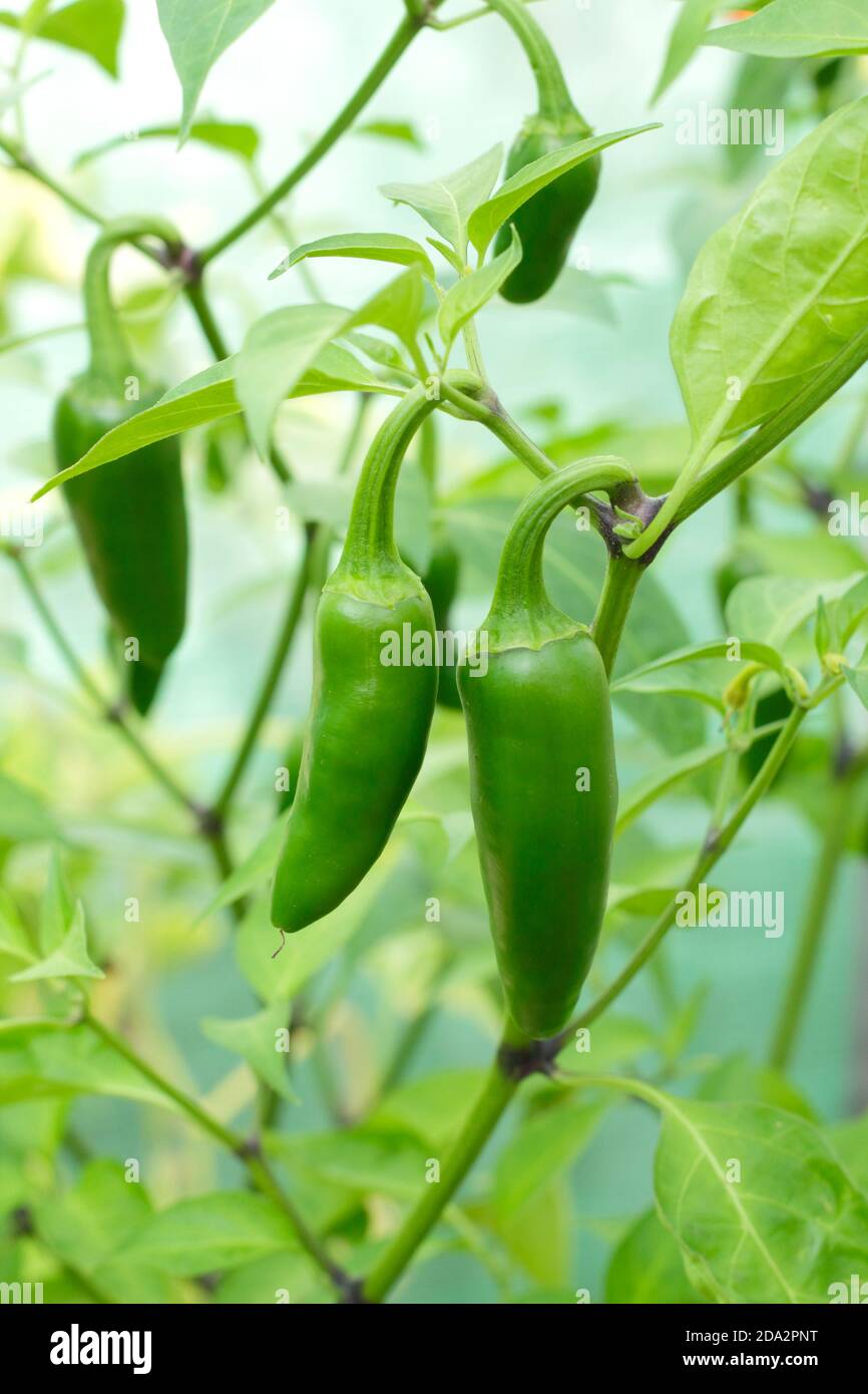 Capsicum annuum. Jalapeno chilli peppers growing under cover in an
