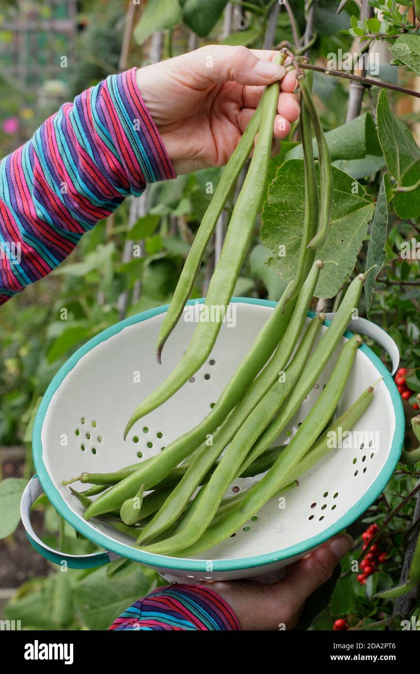 Phaseolus coccineus 'Firestorm'.  Woman picking homegrown runner beans into a colander in a  back garden vegetable plot. UK Stock Photo