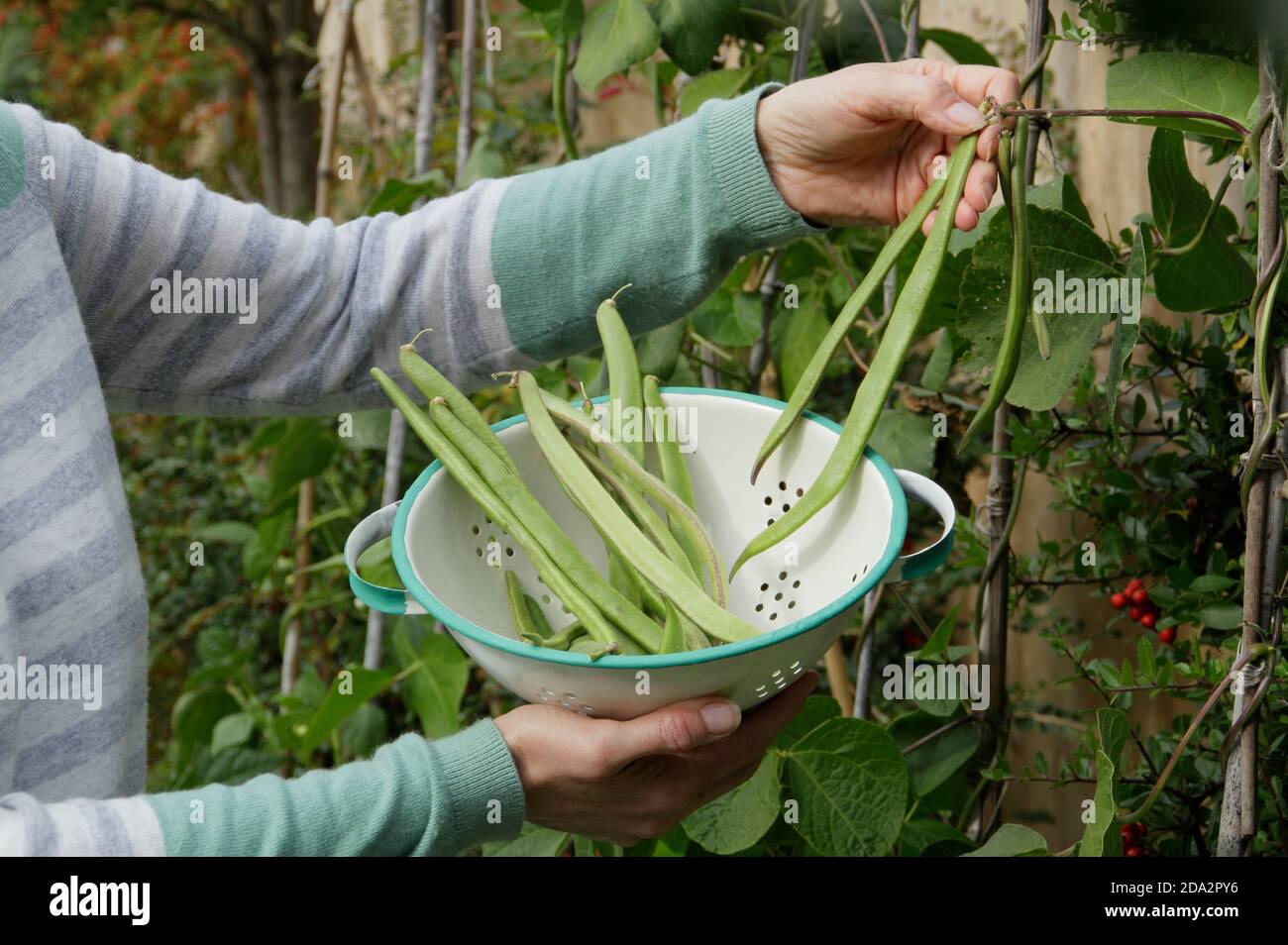 Phaseolus coccineus 'Firestorm'.  Woman picking homegrown runner beans into a colander in a  back garden vegetable plot. UK Stock Photo