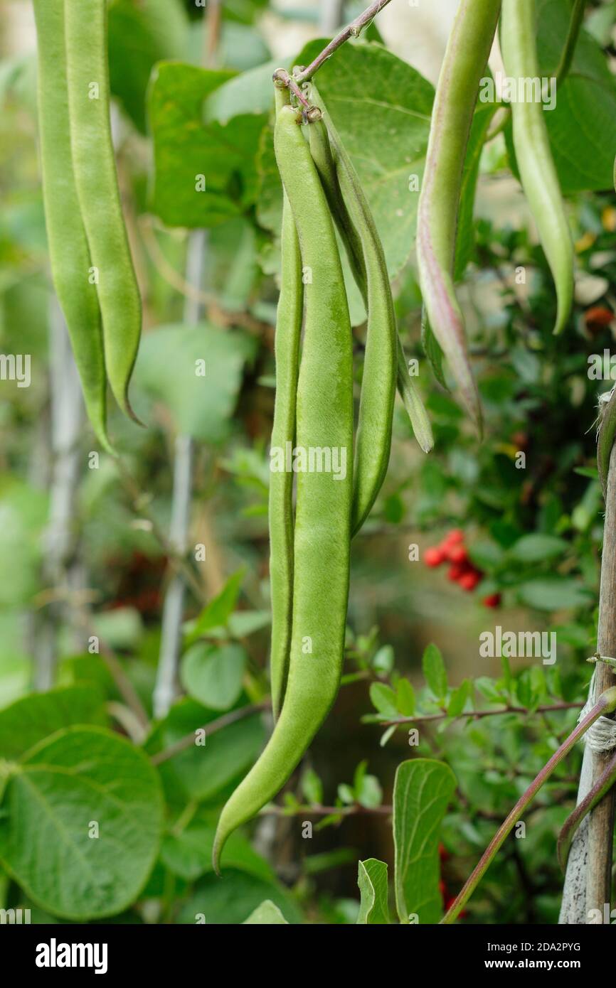 Phaseolus coccineus 'Firestorm' runner beans growing in a back garden vegetable plot. UK Stock Photo