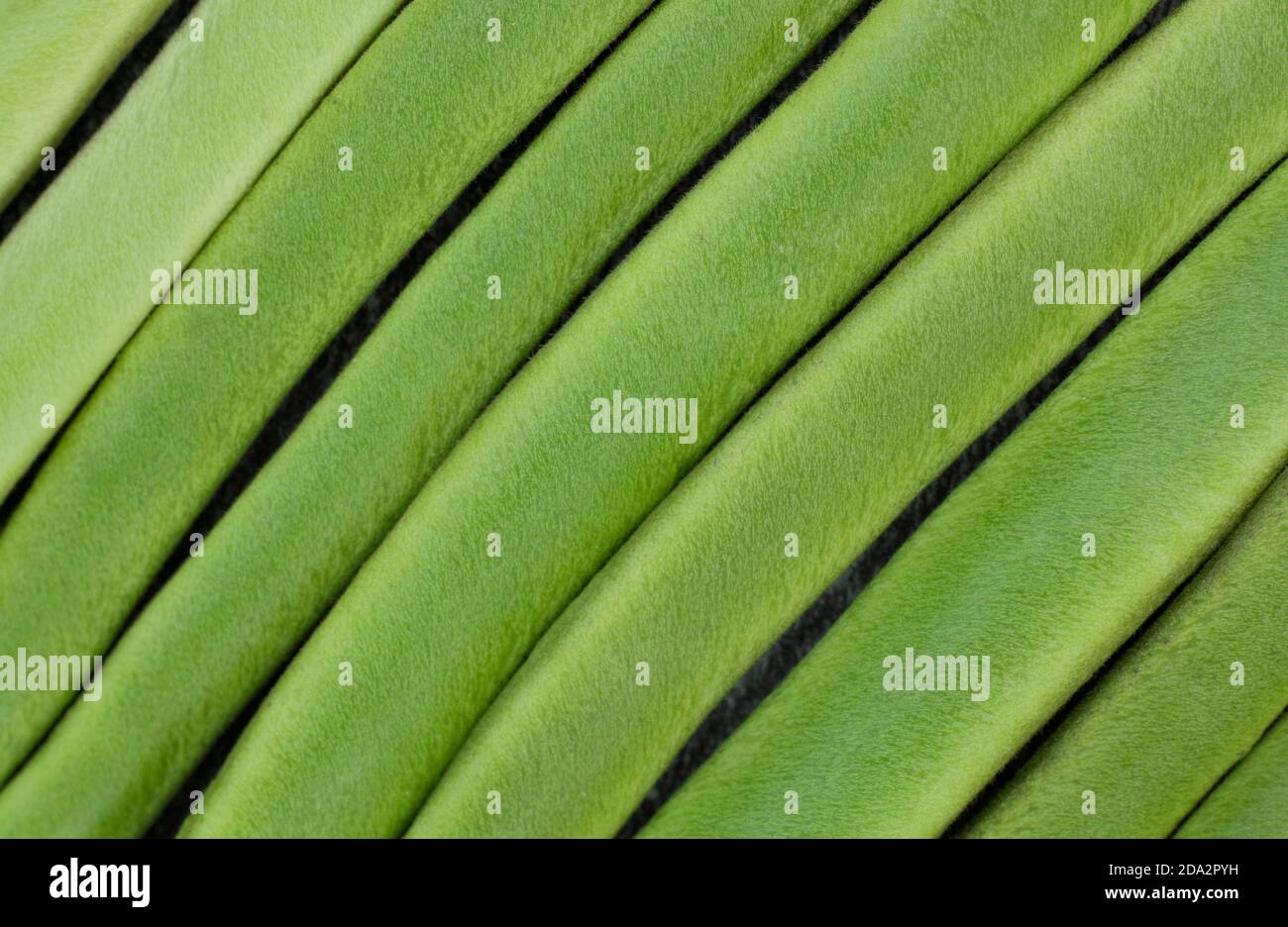 Phaseolus coccineus picking hi-res stock photography and images - Alamy