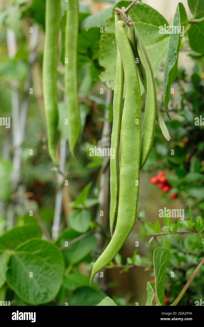 Phaseolus coccineus 'Firestorm' runner beans growing in a back garden vegetable plot. UK Stock Photo