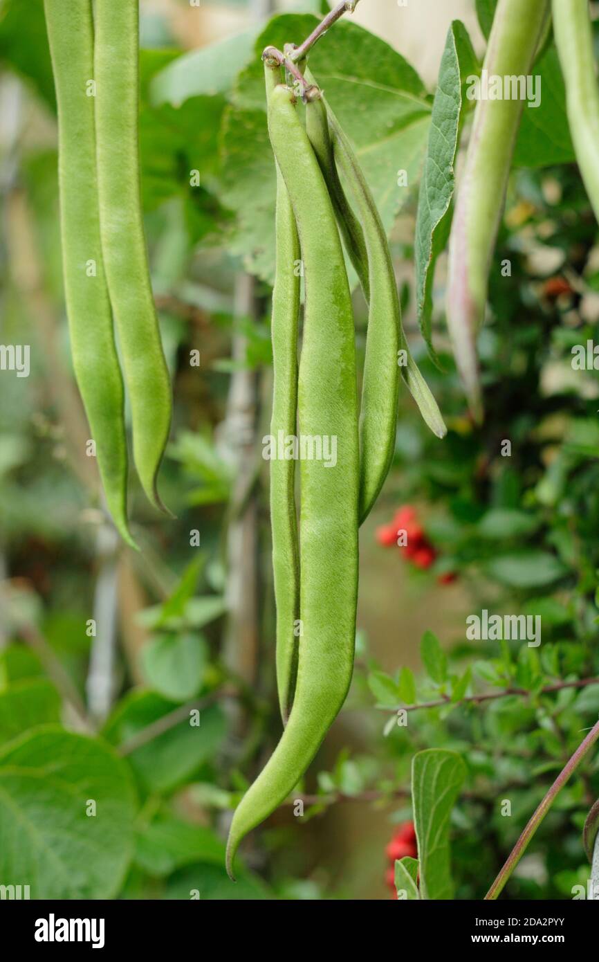 Phaseolus coccineus 'Firestorm' runner beans growing in a back garden vegetable plot. UK Stock Photo