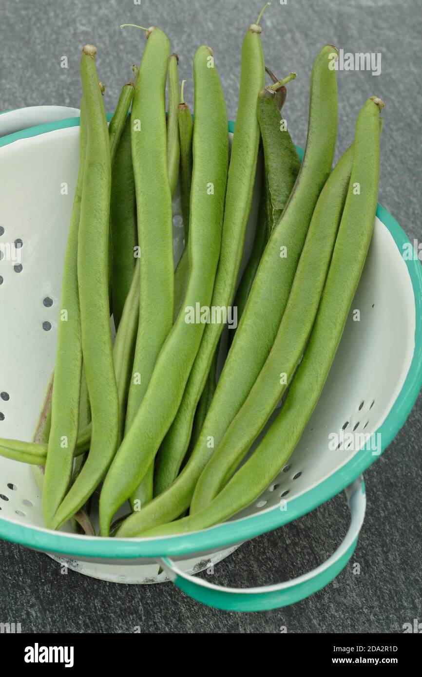 Phaseolus coccineus picking hi-res stock photography and images - Alamy