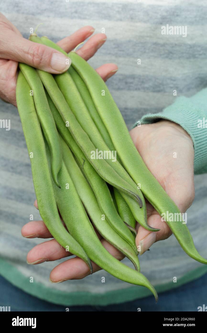 Phaseolus coccineus 'Firestorm'.  Woman holds freshly picked homegrown runner beans. UK Stock Photo