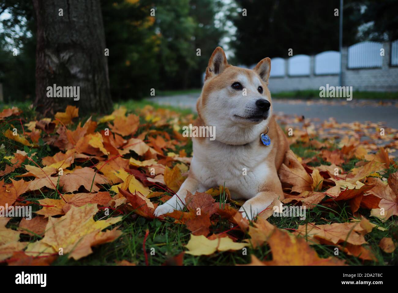Adorable Shiba Inu Lies Down on Fallen Autumn Leaves during Fall Season. Shiba is a Japanese Breed Dog. Stock Photo