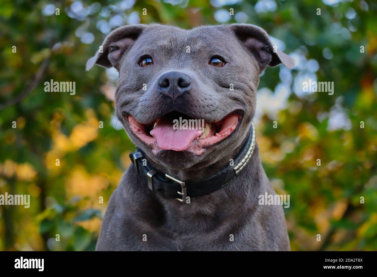 Close-up of Happy English Staffordshire Bull Terrier in the Nature. Head  Portrait of Smiling Blue Staffy with Nature Background Stock Photo - Alamy