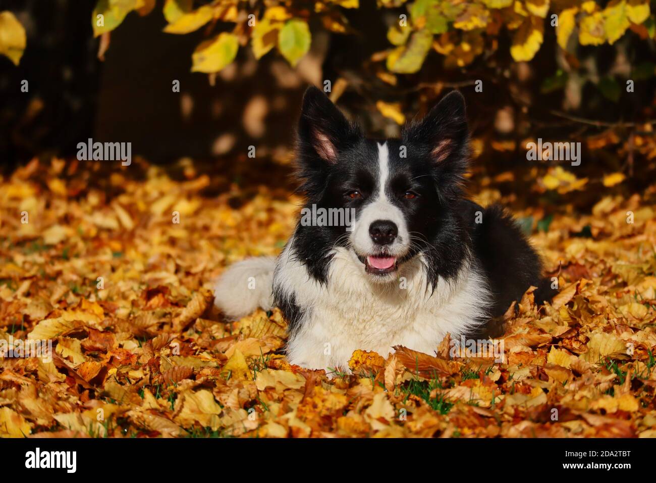 Happy Border Collie Lies Down in Fallen Autumn Leaves during Golden Hour. Black and White Dog during Fall Season. Stock Photo