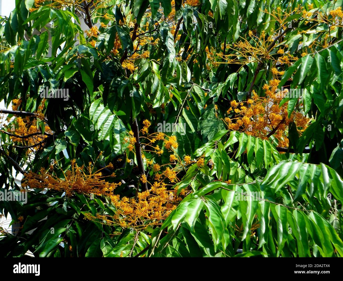 Yellow Saraca or Saracca thaipingensis Cantley ex Prain, note select focus with shallow depth of field Stock Photo