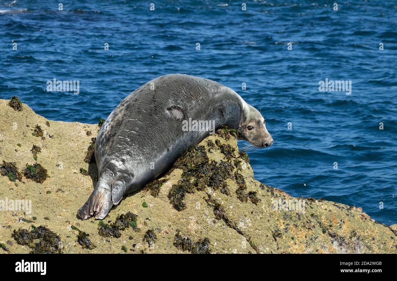 Grey seal rocks hi-res stock photography and images - Alamy