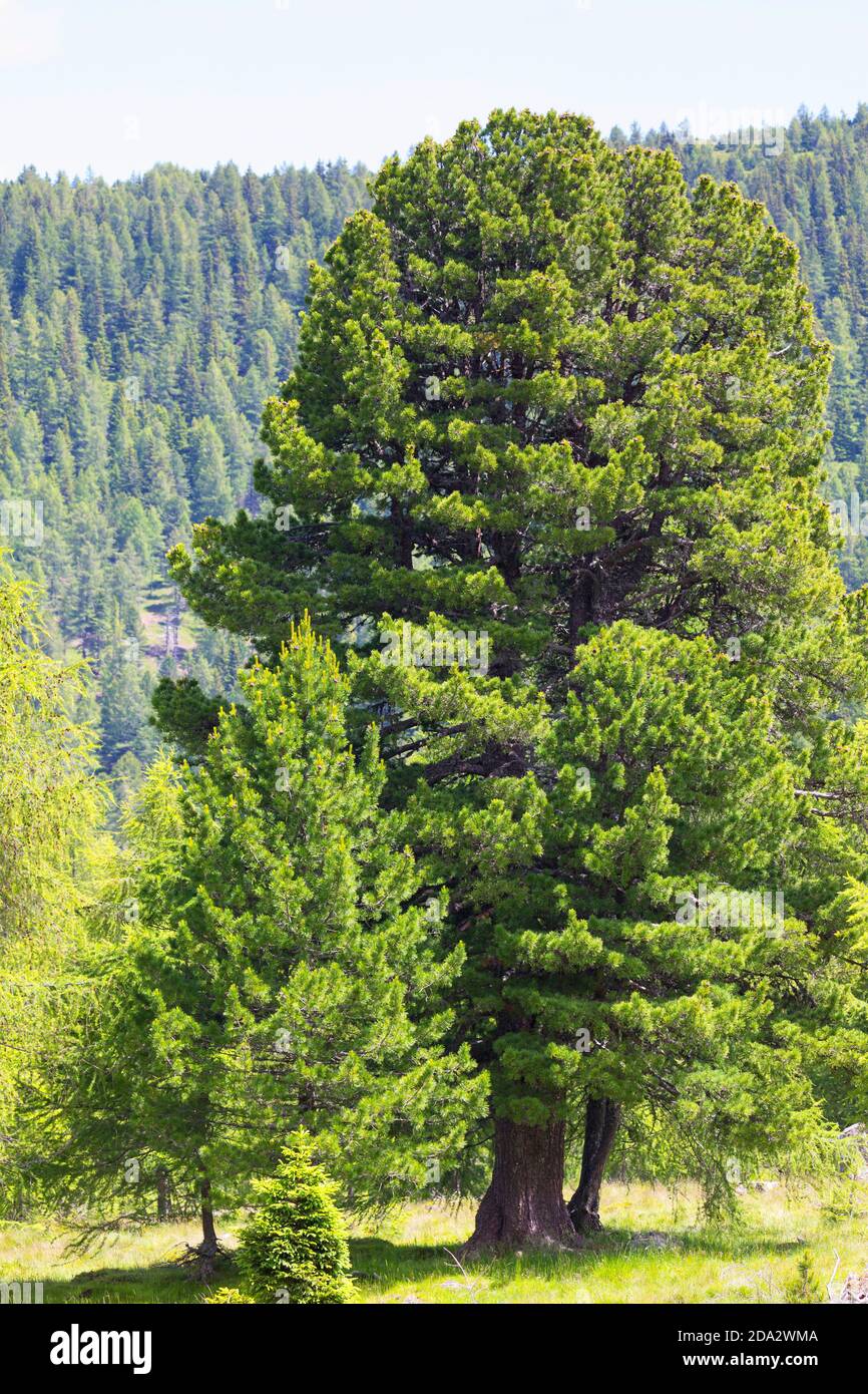 Swiss stone pine, arolla pine (Pinus cembra), habit, Austria Stock Photo