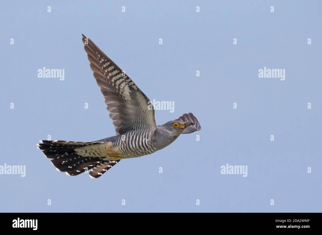 Eurasian cuckoo (Cuculus canorus), male in flight, seen from the side, showing under wing pattern, Italy, Piana fiorentina Stock Photo