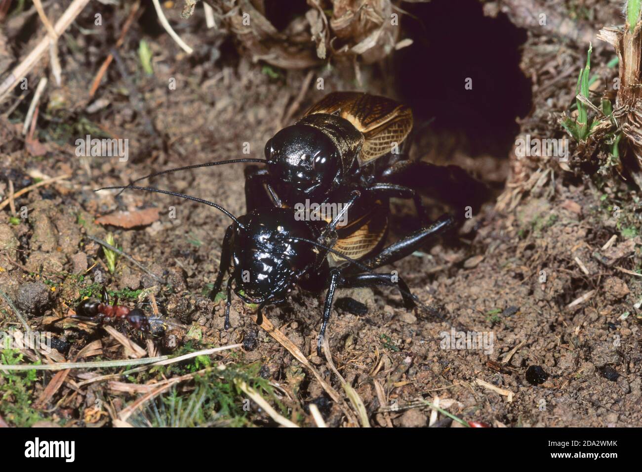 field cricket (Gryllus campestris), mating, Germany Stock Photo
