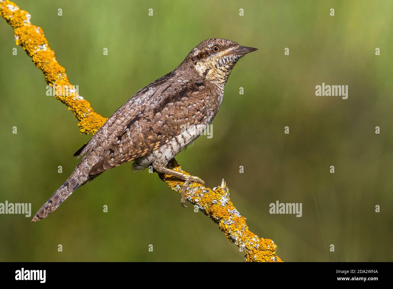 northern wryneck (Jynx torquilla), adult perched on a twig, France, Provence Stock Photo