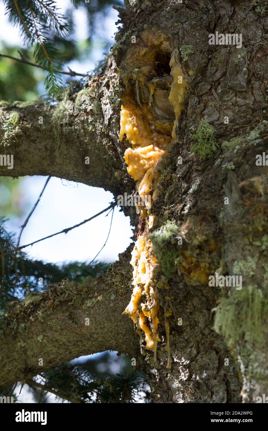 Norway spruce (Picea abies), resin at a trunk, Germany Stock Photo