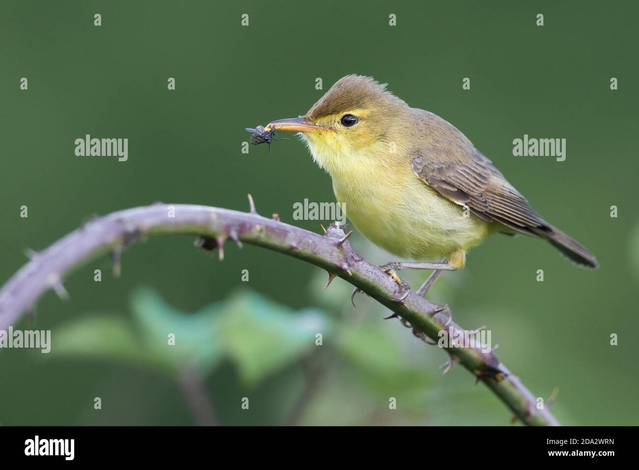 melodious warbler (Hippolais polyglotta), perching on a spiny branch with an insect in the bill, Italy, Montaperti Stock Photo