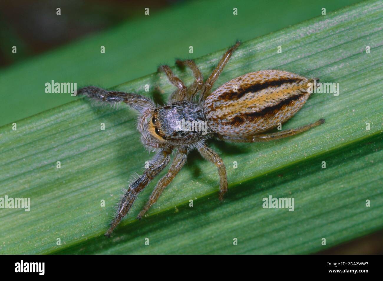 reed slender spider, reed spider (Marpissa radiata), sits on a leaf, Germany Stock Photo