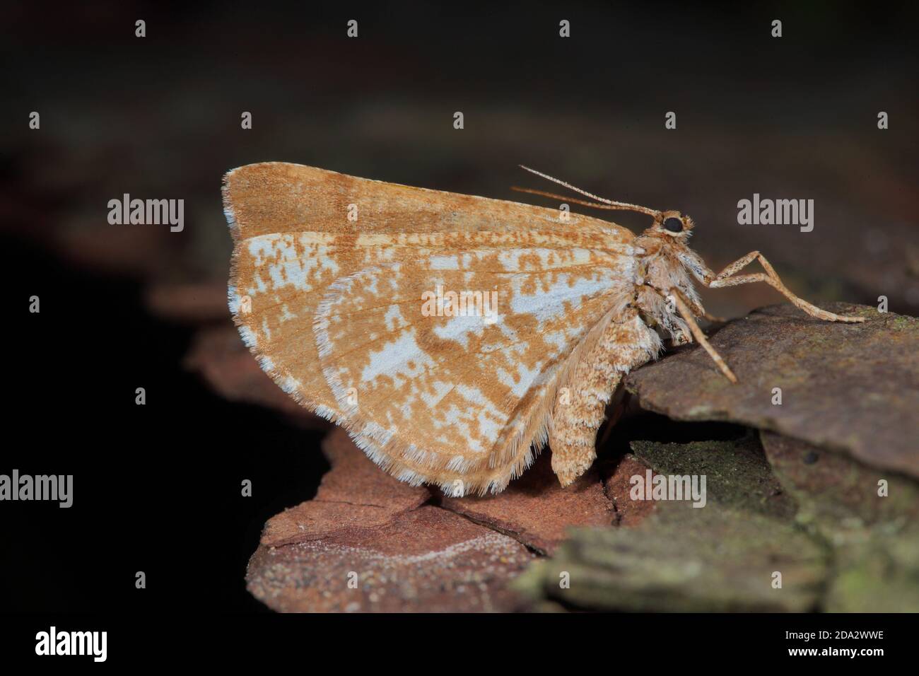 pine moth, pine looper moth, bordered white beauty (Bupalus piniaria, Bupalus piniarius), sitting on stones, Germany Stock Photo