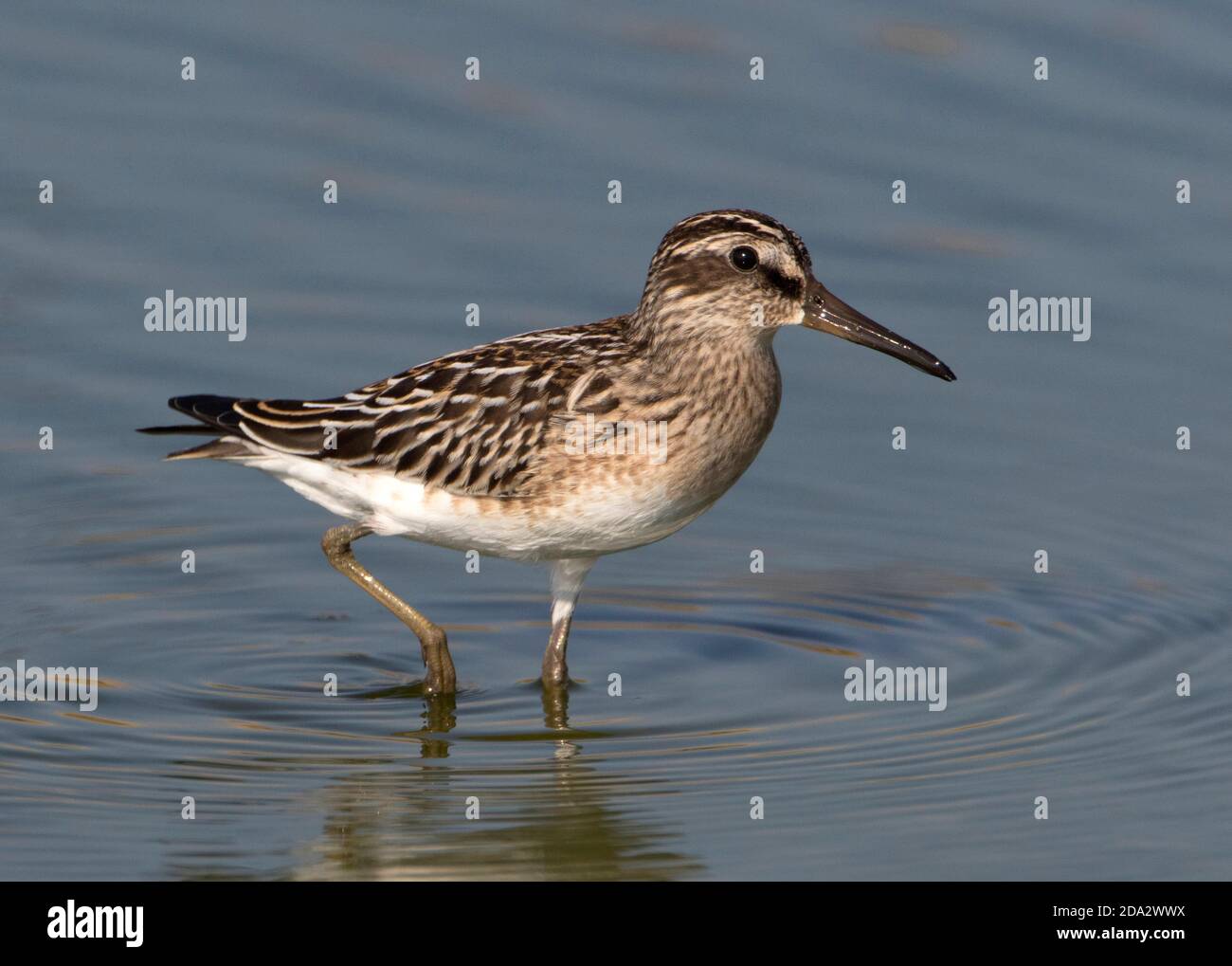 broad-billed sandpiper (Calidris falcinellus, Limicola falcinellus), foraging in a freshwater pool, Greece, Lesbos Stock Photo