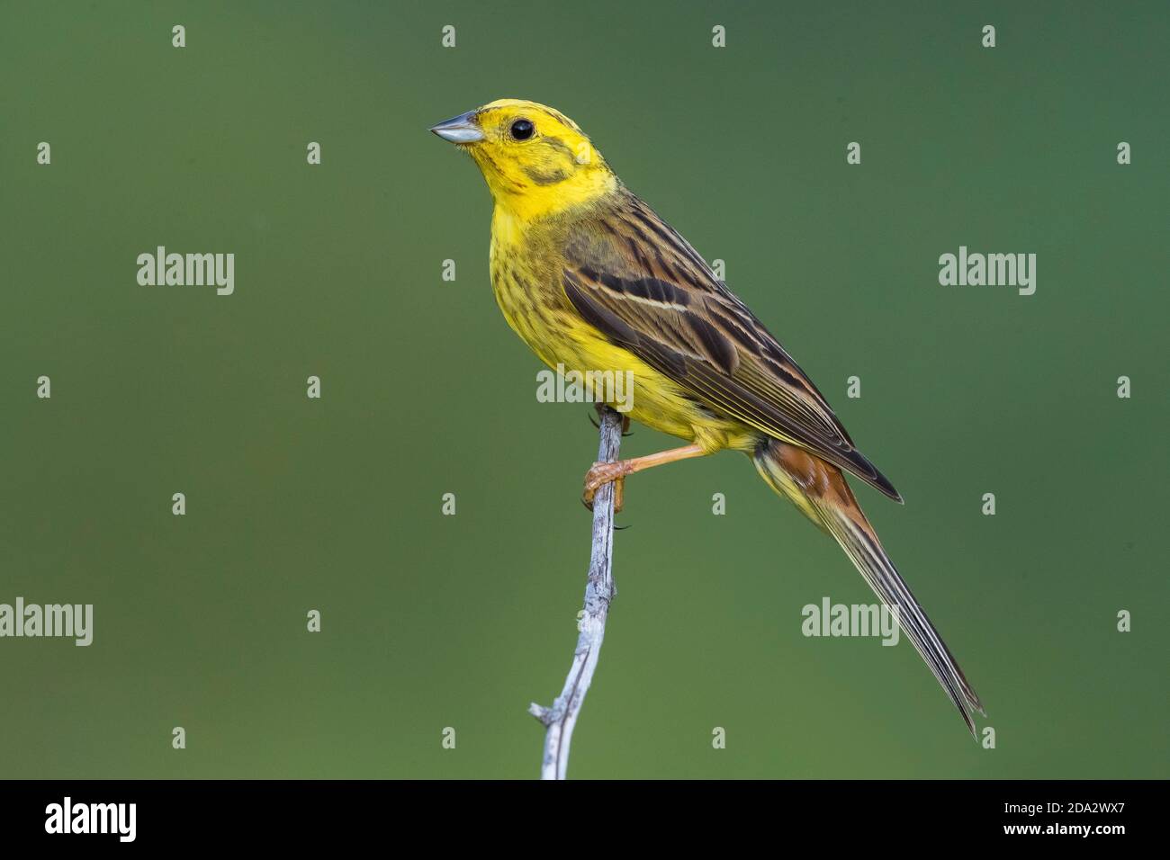 yellowhammer (Emberiza citrinella), male sitting on a twig, France, Provence Stock Photo