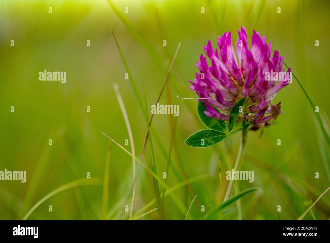 Zigzag clover (Trifolium medium), blooming in a meadow, Netherlands, Drenthe Stock Photo