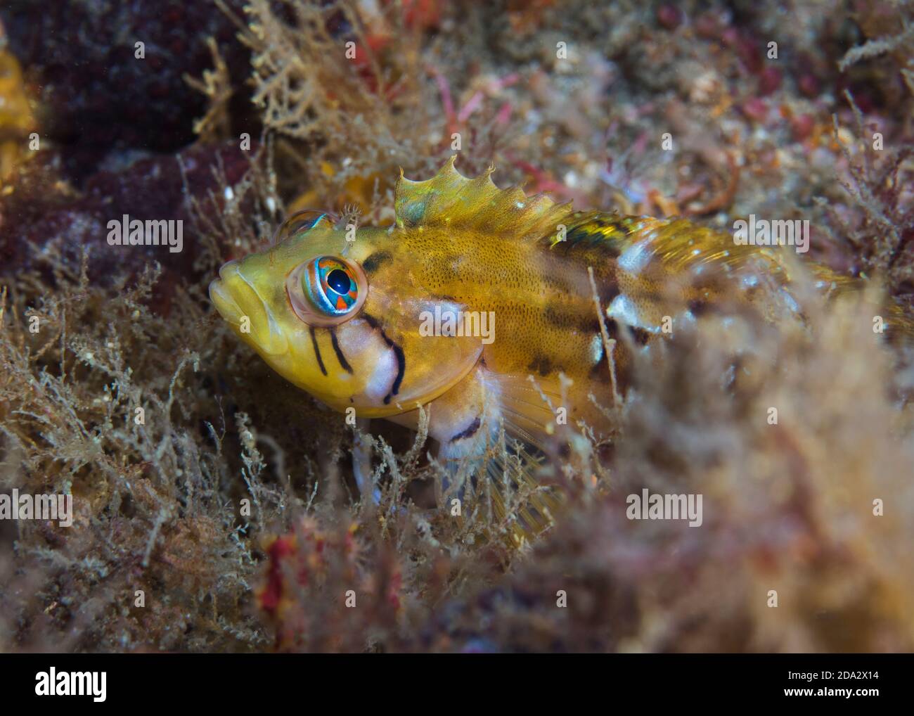 Brightly coloured Speckled Klipfish (Clinus venustris) sitting on the reef. Stock Photo