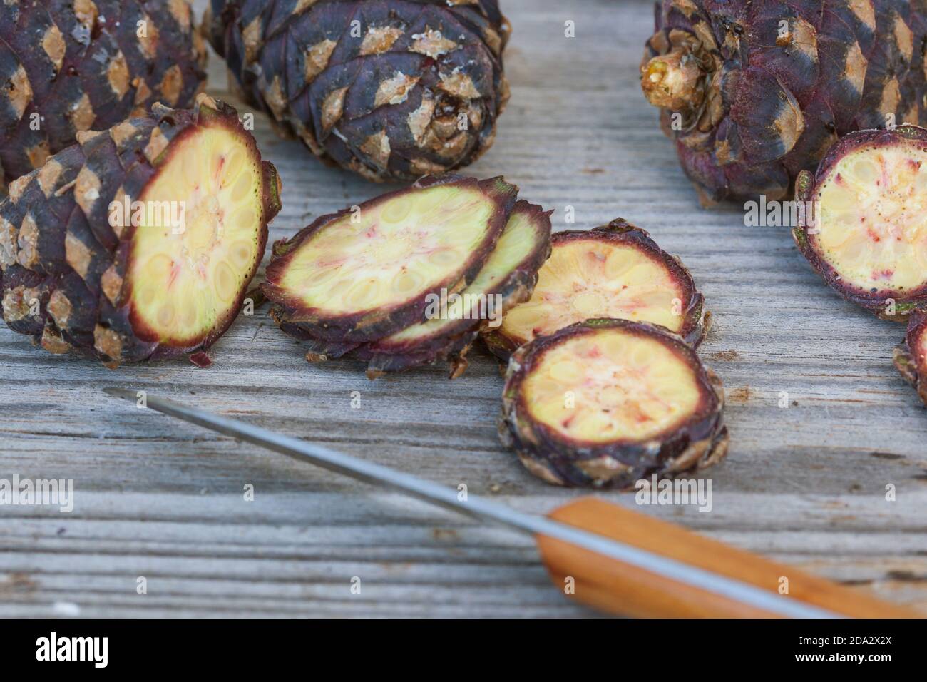 Swiss stone pine, arolla pine (Pinus cembra), production of a cone-chain, series picture 1/10, Germany Stock Photo