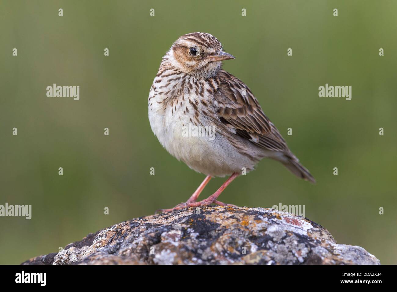 wood lark (Lullula arborea pallida, Lullula pallida), perched on a rock, Italy, Passo della Raticosa Stock Photo