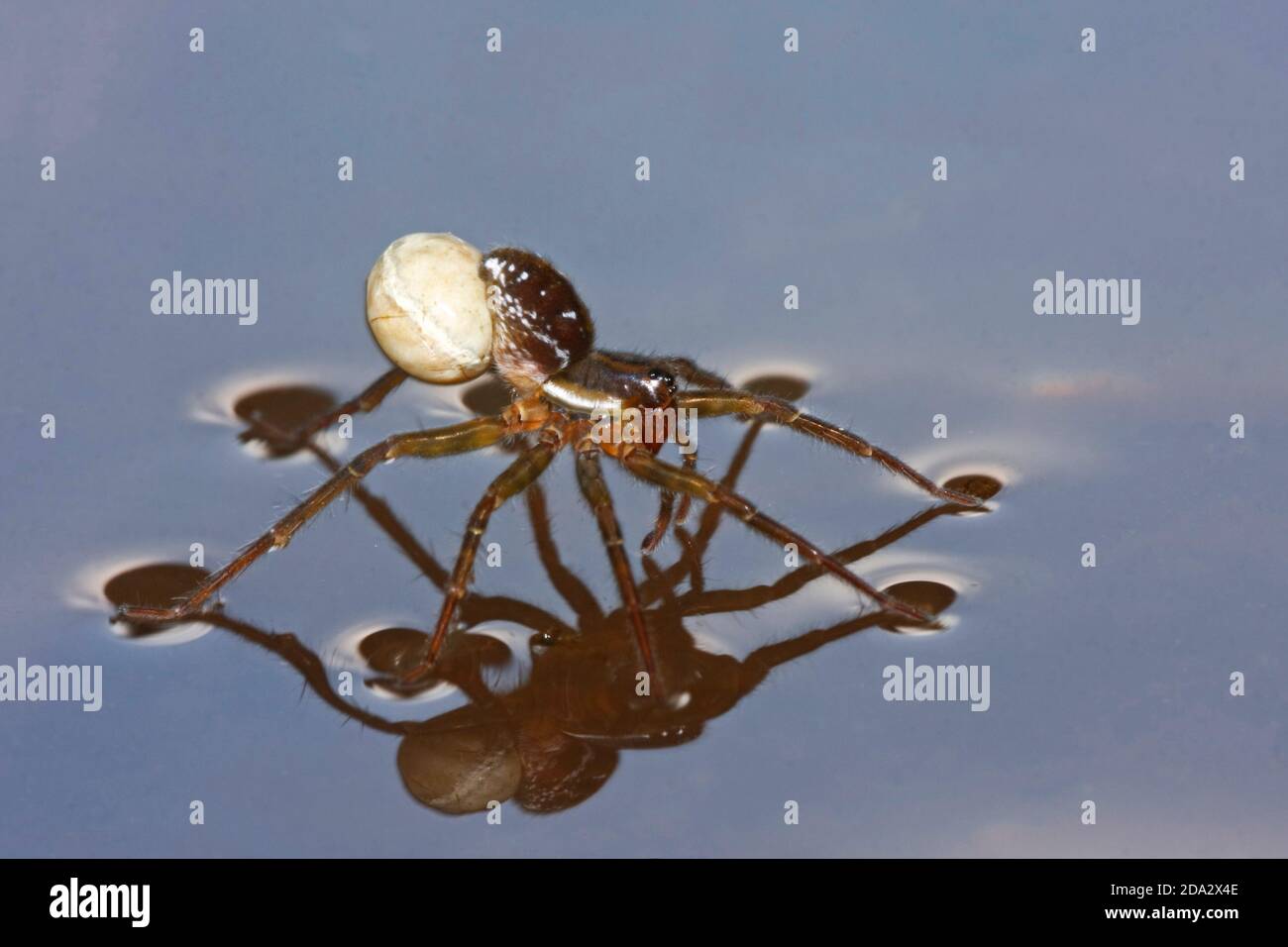 pirate spider (Pirata piraticus), female with cocoon on water surface, Germany Stock Photo