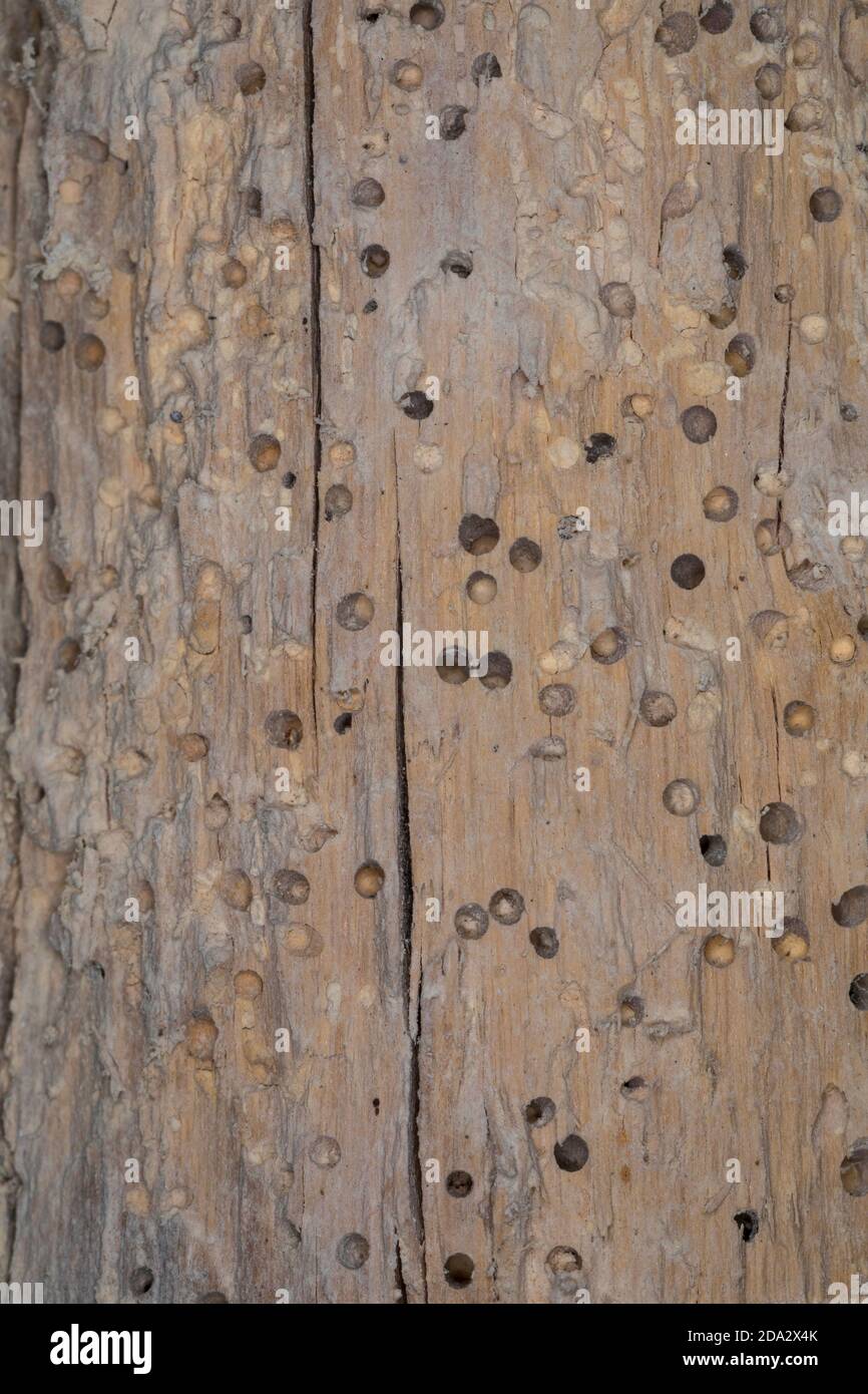 beetle burrows in old brittle wood, Germany Stock Photo