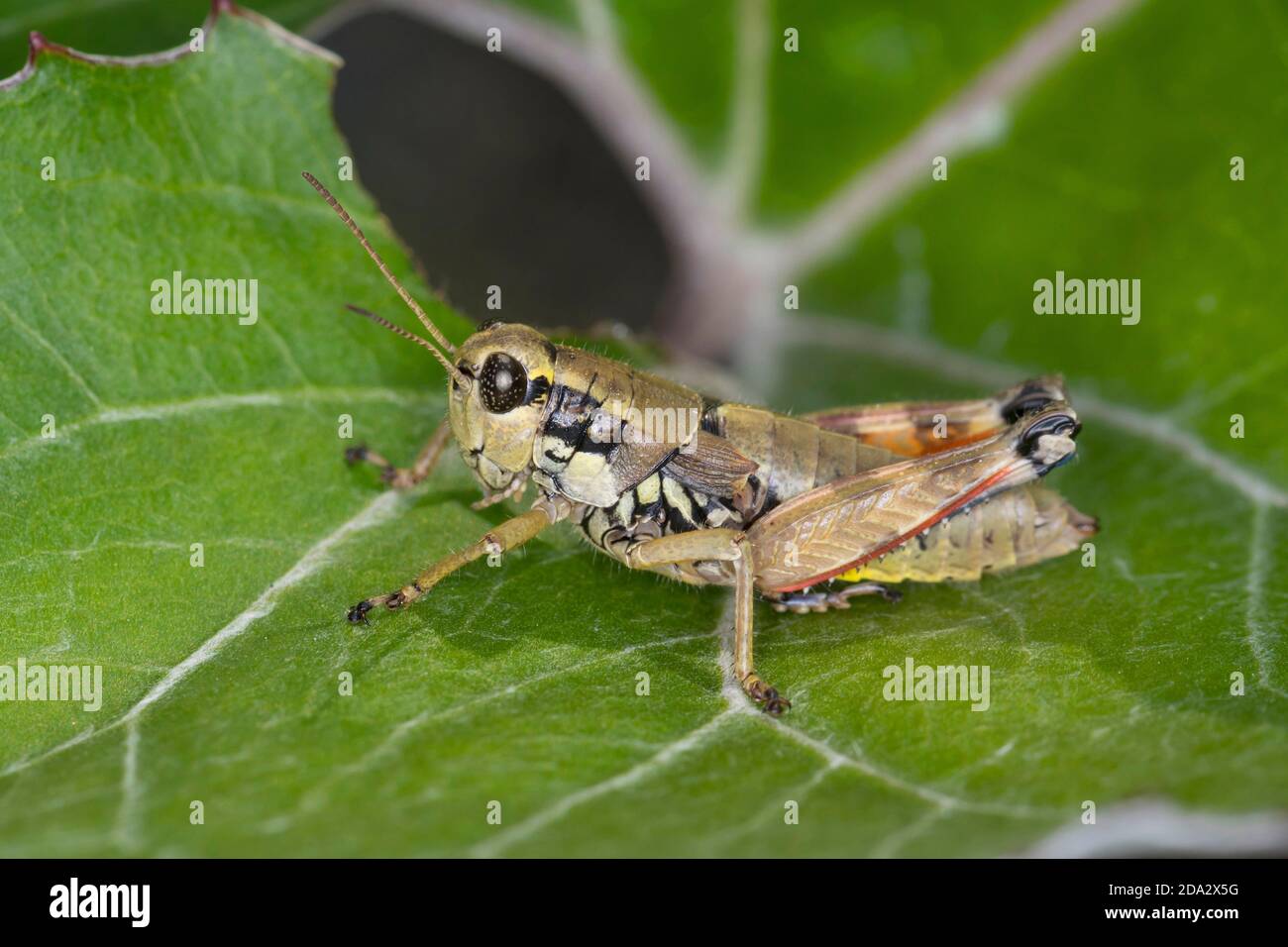 Brown mountain grasshopper (Podisma pedestris), female, Germany Stock Photo