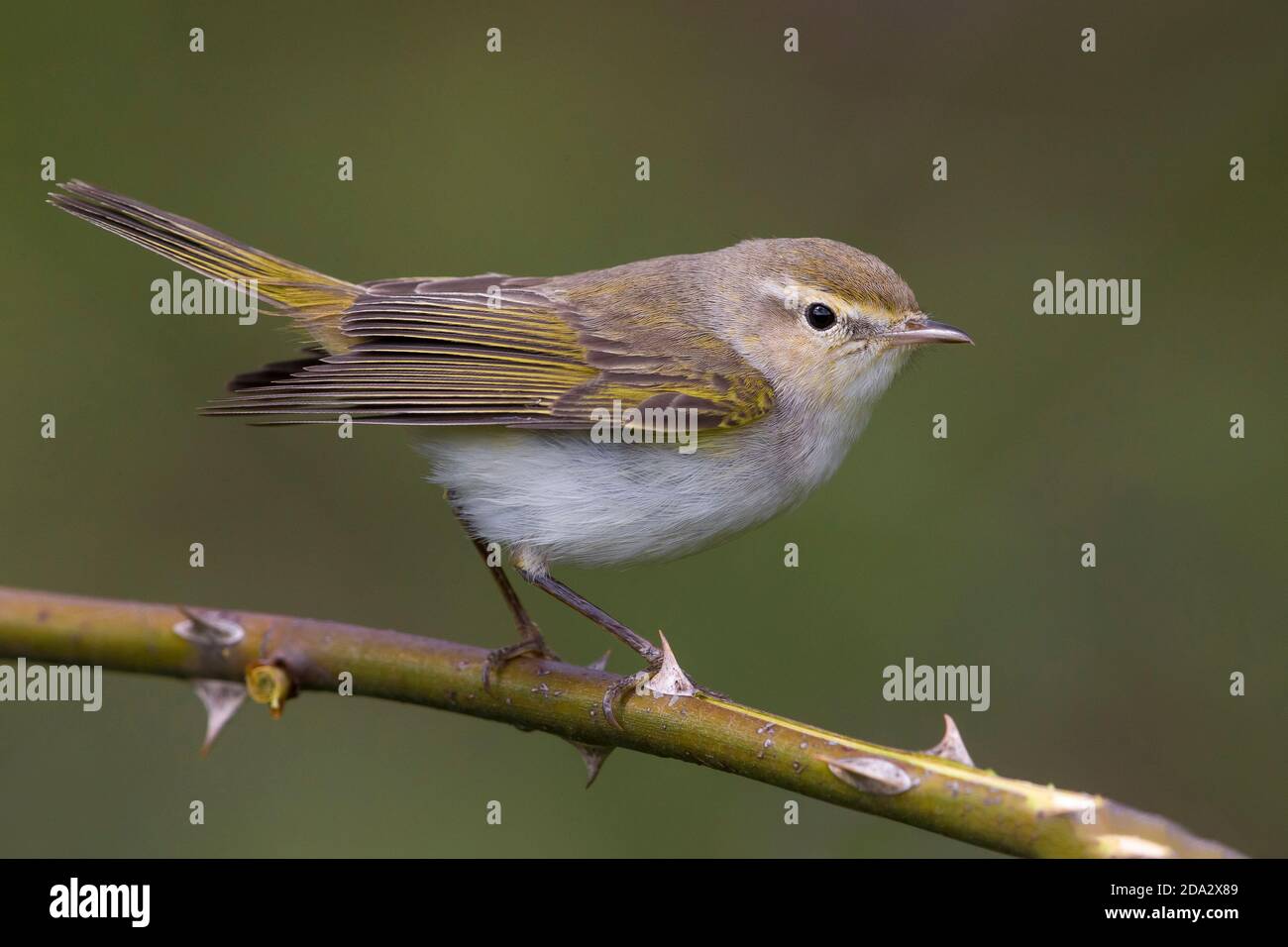 bonelli's warbler (Phylloscopus bonelli), adult perched on a branch with thorns, Italy, Passo della Raticosa Stock Photo