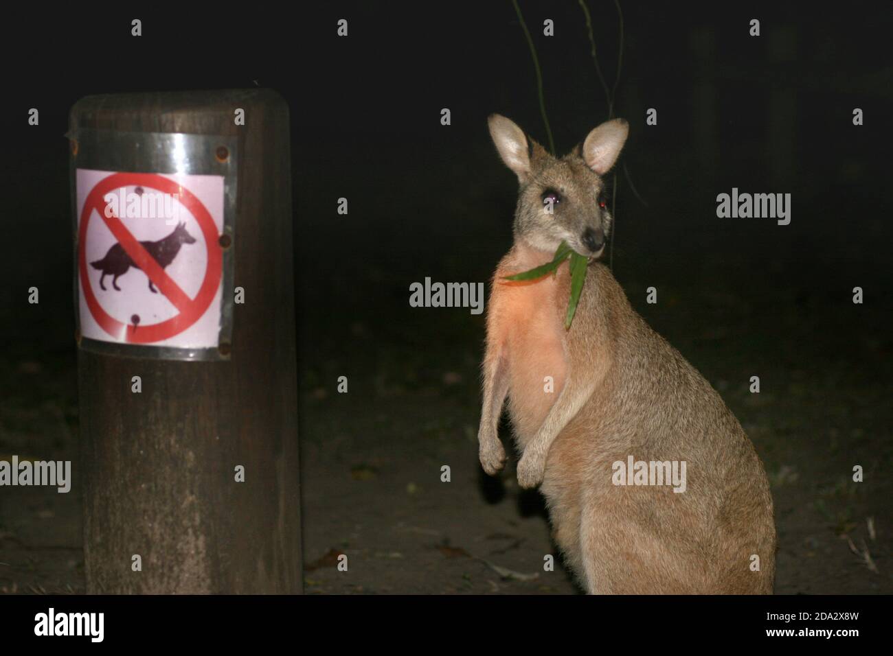 Red-necked wallaby, Bennett´s Wallaby (Macropus rufogriseus, Wallabia rufogrisea), feeding next to a prohibition sign for dogs, Australia, Queensland Stock Photo