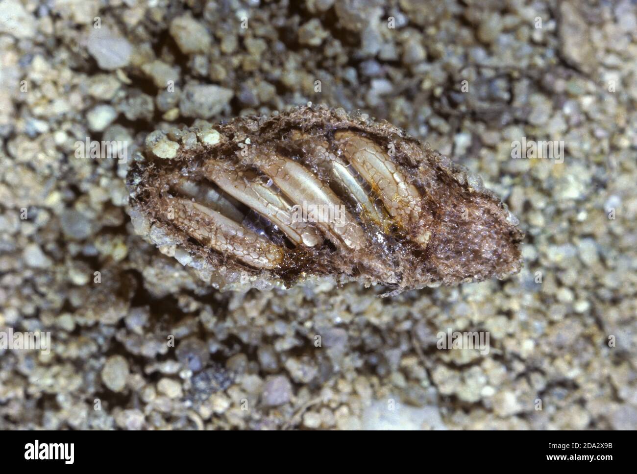 Blue-winged grasshopper (Oedipoda coerulescens, Oedipoda caerulescens), eggs in ootheca, Germany Stock Photo