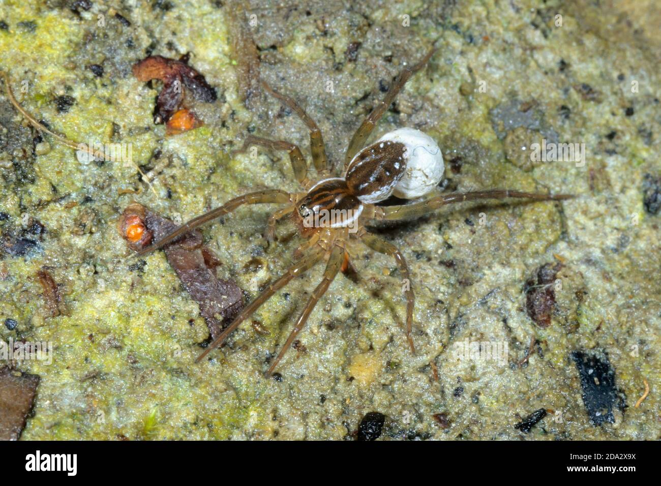 pirate spider (Pirata piraticus), female with cocoon , Germany Stock Photo