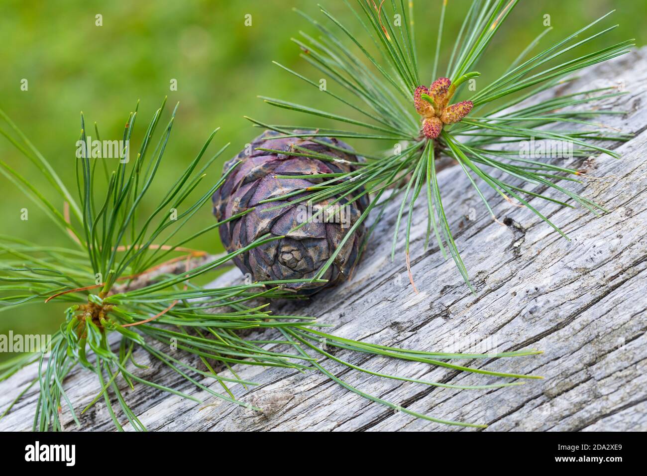 Swiss stone pine, arolla pine (Pinus cembra), needles, mature cones and male flowers, Germany Stock Photo