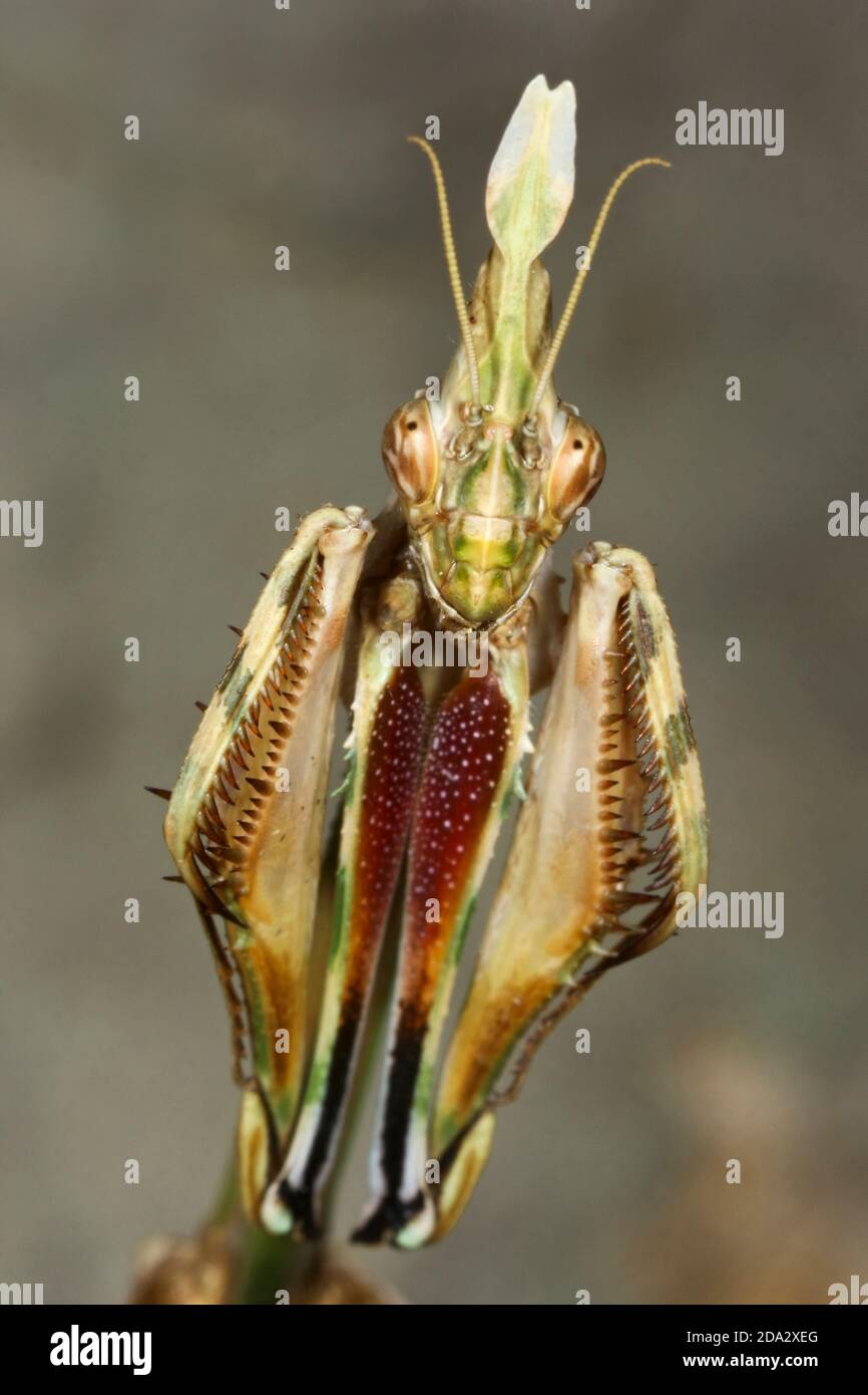 Cone-head Mantis (Empusa fasciata), portrait Stock Photo