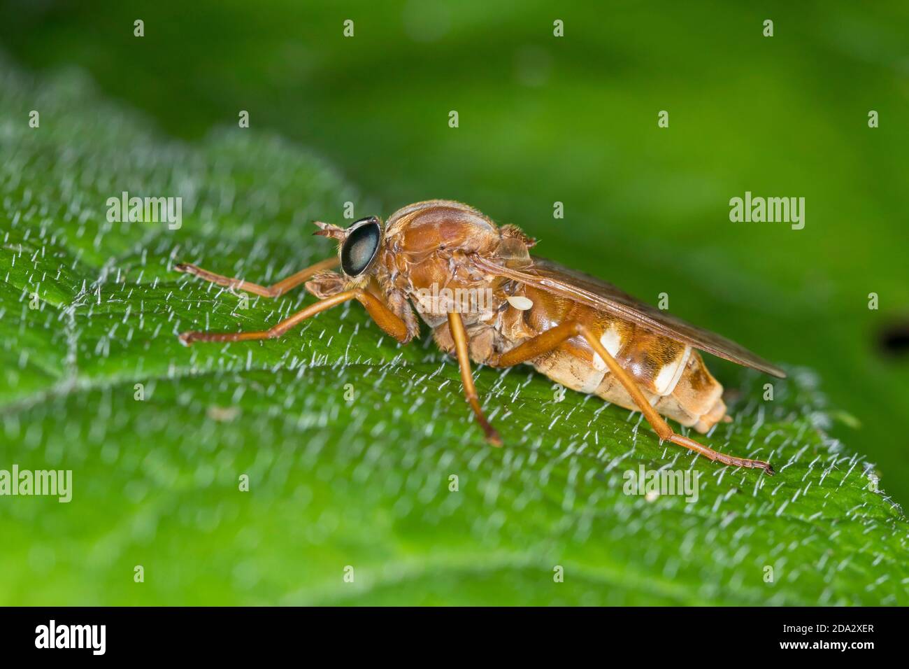 stink fly (Coenomyia ferruginea), female, Germany Stock Photo