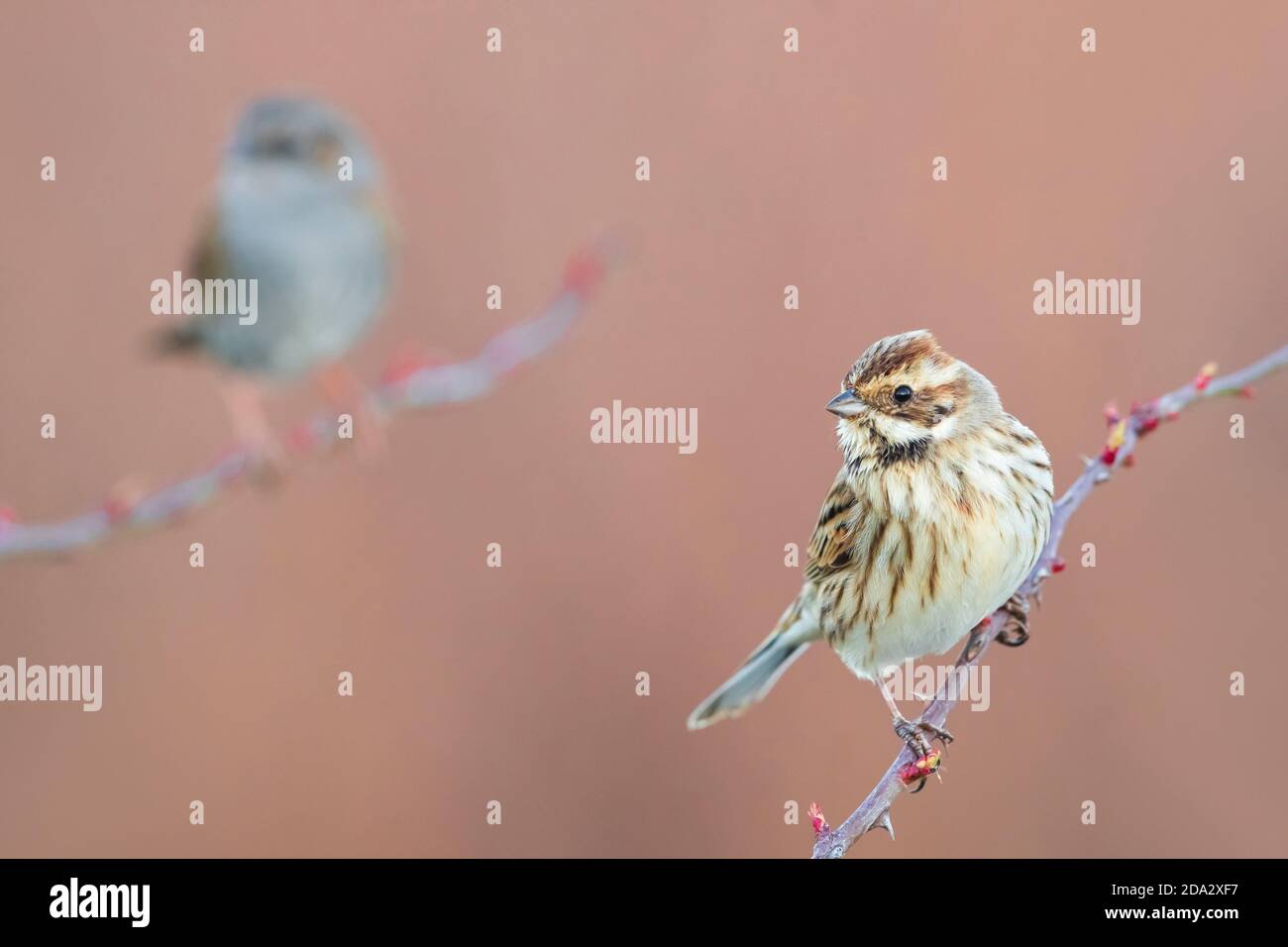 reed bunting (Emberiza schoeniclus), perching on a twig, dunnock in the background., Italy, Piana fiorentina Stock Photo