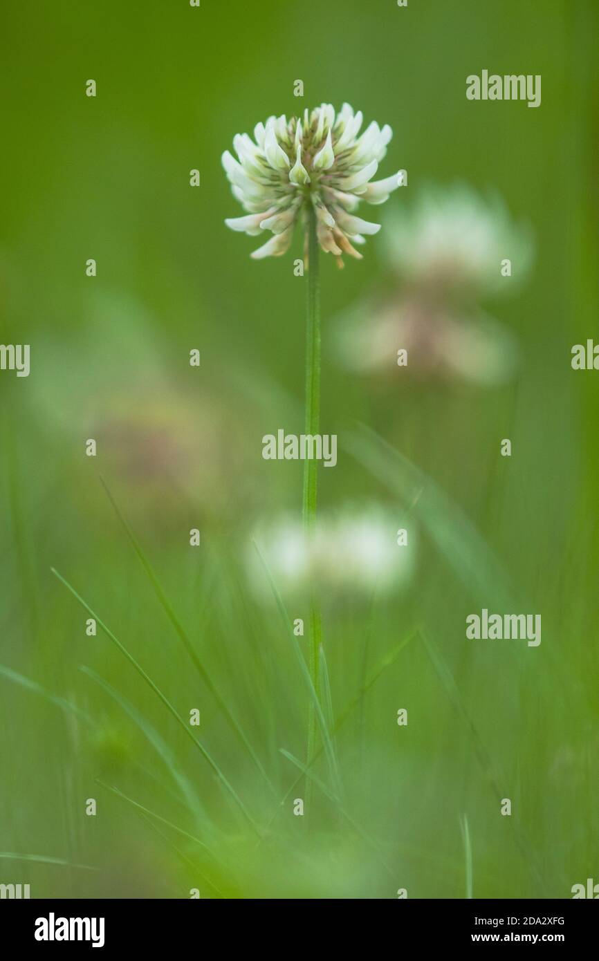 white clover (Trifolium repens), blooming in a meadow, Netherlands, Drenthe Stock Photo